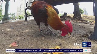 Controlling the feral chicken population with Pest Tech Hawaii Pt.2