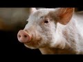 Charlotte S Web DVD Trailer