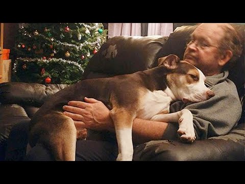 Vivre avec un chien, c'est mieux