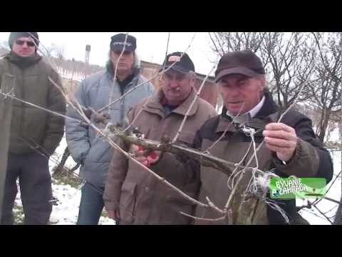 Bývanie a Záhrada špeciál – rez viniča Bývanie a Záhrada špeciál – rez viniča