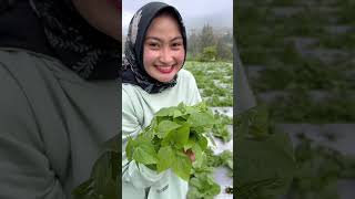 Download lagu Cooking Otokowok Grass mp3 Download lagu Cooking Otokowok Grass mp3