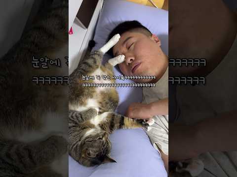 고양이가 가장인 집안의 현실