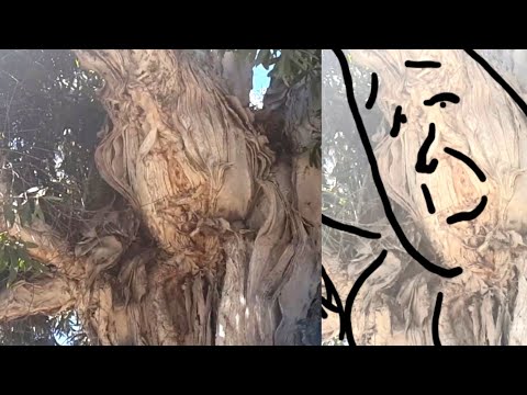 The Trees Are Alive Pt. 5