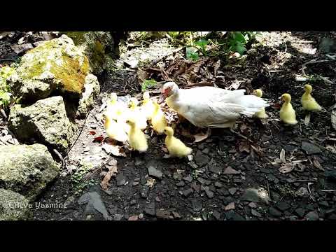 Menthok-Menthok | Lagu Dolanan Anak