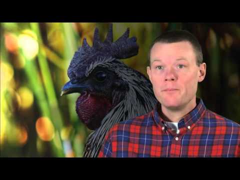 Lev som en bonde av Niklas Kämpargård