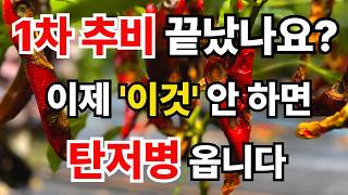 고추 1차 추비 후 '이 2가지' 모르면 장마 때 다 뽑아야 합니다