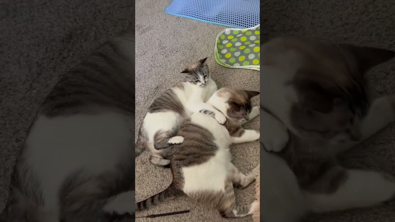 Enlarge Luna & Felix, a Adoptable mixed breed in Mountain view, CA video 1/6