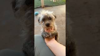 Video preview image #1 Mutt Puppy For Sale in Phoenix, AZ, USA