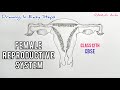 How to draw Female Reproductive System in easy steps