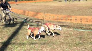 ドッグスクーター試乗会（Ｌａｉｋａ，Ｖｅｇａ，Ｇａｍｂｌｅ）