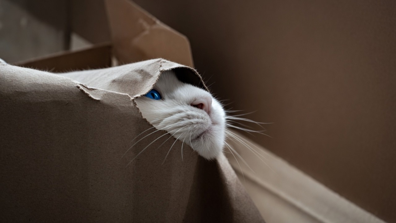 UNUSUAL MEMES COMPILATION V369