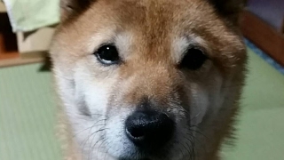 黒道こくどう のライブ ストリーム