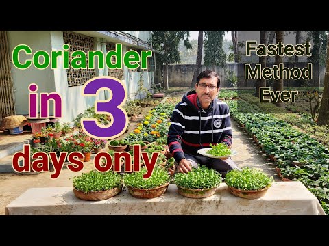 image-When should I harvest coriander seeds?