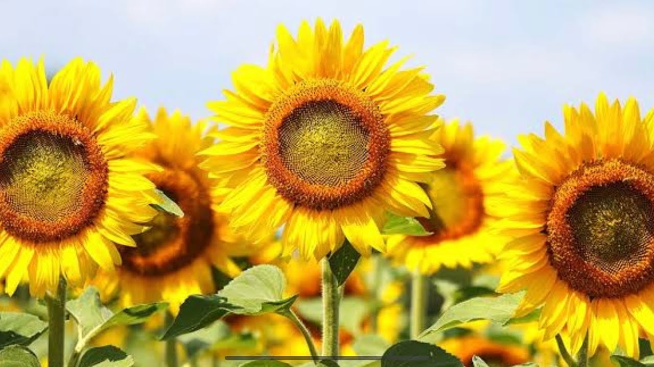 PLANTANDO GIRASSOL GIGANTE E VEJA COMO CONSEGUIR SEMENTES