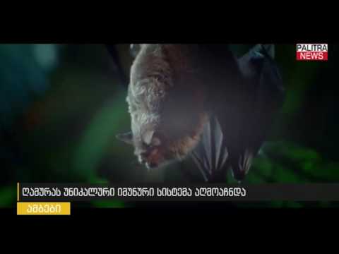 ღამურას უნიკალური იმუნური სისტემა აღმოაჩნდა