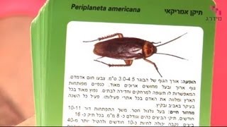 הדברת תיקנים - הדברת תיקן גרמני מול אמריקאי
