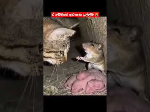 අම්මට ආදරේ අය කෝ 😭