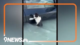 Dubai: Police rescue cat from flood waters