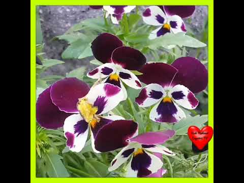 🎼YILLARCA SENİ BEKLEDİM🎼UNUTMA BENİ UNUTMA🎼