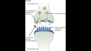 Biologi 2: Signalering mellan celler. Receptorer