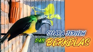 Download lagu MASTERAN SUARA CUCAK CUNGKOK JERNIH DAN BERKELAS I... mp3
