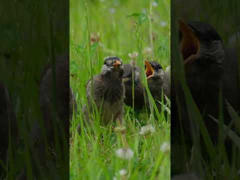ムクドリを怖がらせるものは何ですか？鳥の餌台や庭から永遠に追い払うための 4 つのヒント  庭園