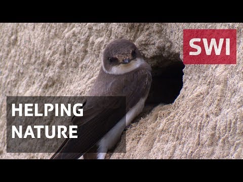 A new habitat for sand martins