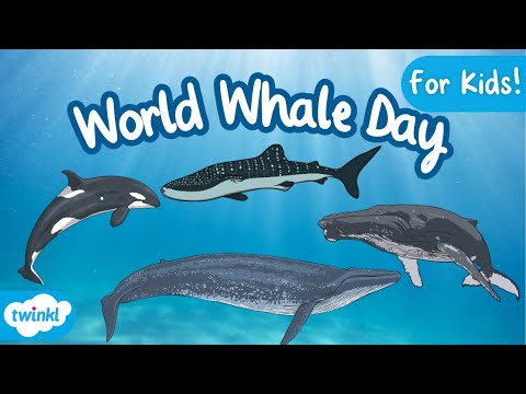 World Whale Day | All About Whales for Kids!