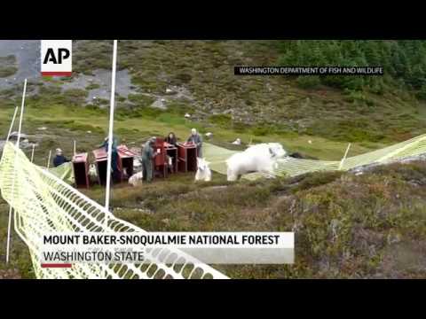 State and federal officials began a years-long effort to relocated mountain goats from Washington state's Olympic National Park into other forests by using a helicopter to move the animals (Sept. 13)