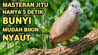 Download lagu Perkutut Lokal Gacor Suara Super Kristal - Pancingan Malas Bunyi (99%AMPUH BANGET) mp3 Download lagu Perkutut Lokal Gacor Suara Super Kristal - Pancingan Malas Bunyi (99%AMPUH BANGET) mp3