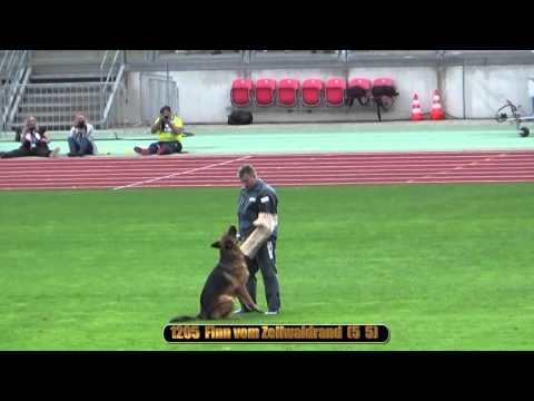 2015 SV BSZS Nuremberg part 23 TSB-Überprüfung Rüden Best of the Best