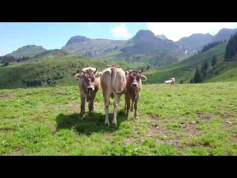 Das Leben als Kuh auf der Alp in der Schweiz