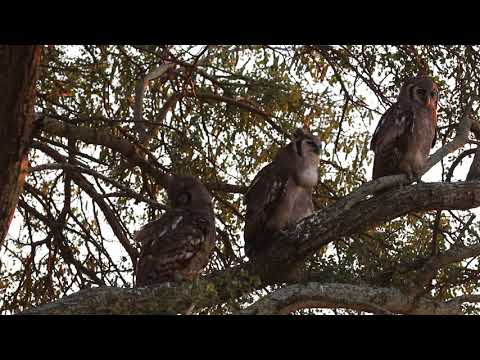 Verreaux's Eagle Owls (Bubo lacteus) — central Kruger