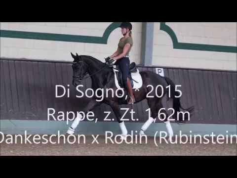 Di Sogno, Wallach *2015, z.Zt. 1,62m, Dankeschön x Rodin (Rubinstein)
