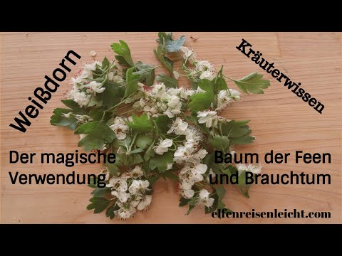 Weißdorn - Kräuterwissen - der magische Baum der Feen, Verwendung, Wildkraut, Heilpflanze, Brauchtum