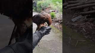 Download lagu #Boy elang bk belajar ftm #sorotan#elang #elangblackkite mp3