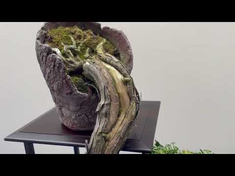 Open House Lodder 2023, part 2.@bonsai4all