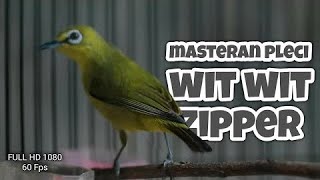 Download lagu MASTERAN PLECI WIT WIT ZIPPER - TERBARU !!! mp3 Download lagu MASTERAN PLECI WIT WIT ZIPPER - TERBARU !!! mp3