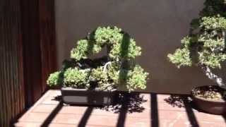 The True Power of Bonsai