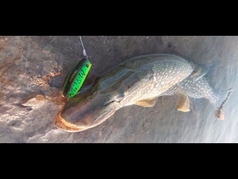 წერი (ქარიყლაპია) აქტიურდება. Trident Wag 57F