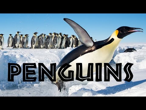 image-What are facts about penguins?