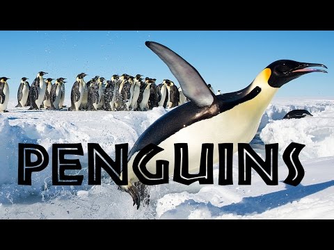 All About Penguins