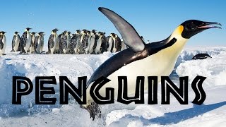 All About Penguins for Kids: Penguins of the World for Children - FreeSchool
