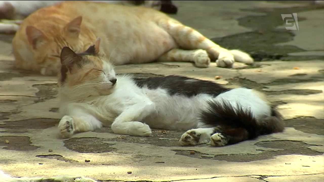 ONG abriga 600 cães e gatos para adoção
