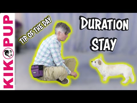 What is Clicker Training