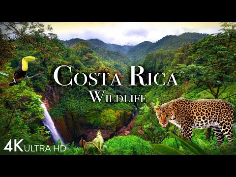 Costa Rica Wildlife 4K - Animals That Call The Jungle of Costa Rica Home | Scenic Relaxation Film