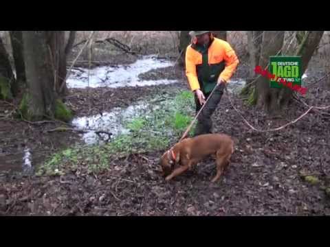 DJZ-Seminar: Spurtreue dank Fährtenschuh