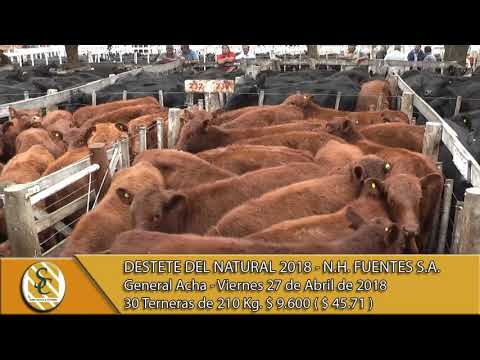 27-04-18 Venta de Hembras - Destete del Natural 2018 - N.H. Fuentes S.A. - Gral Acha.
