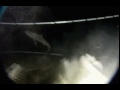Giant Isopod Kills Shark
