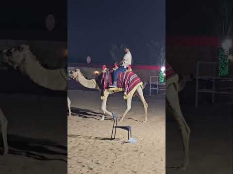 The Camel ride. #dubai #camelride #visitdubai